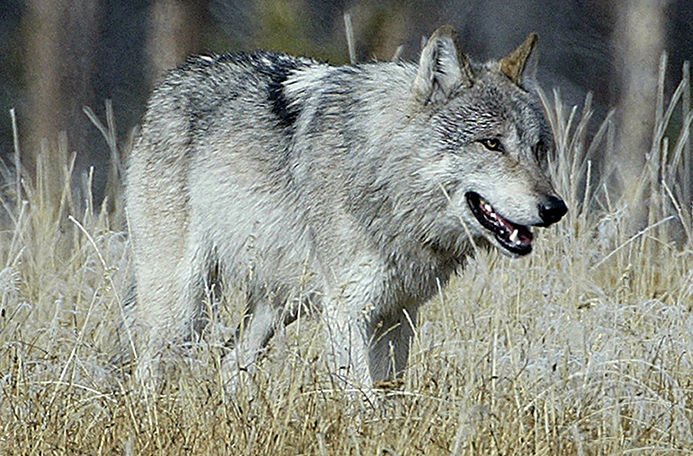 Gray Wolf vs Rottweiler