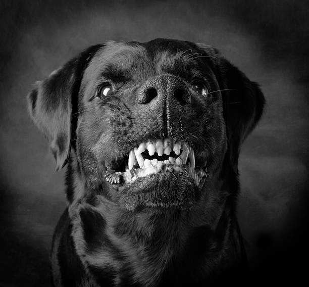 Characteristics of a Rottweiler's Growl