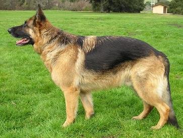 Alsatian vs Rottweiler
