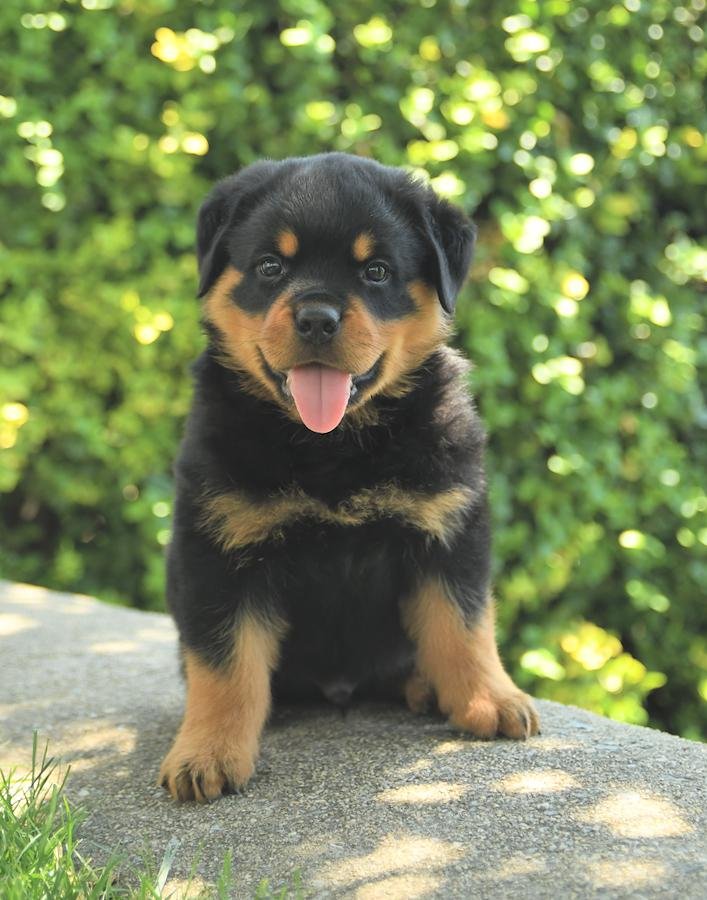 Alsatian vs Rottweiler