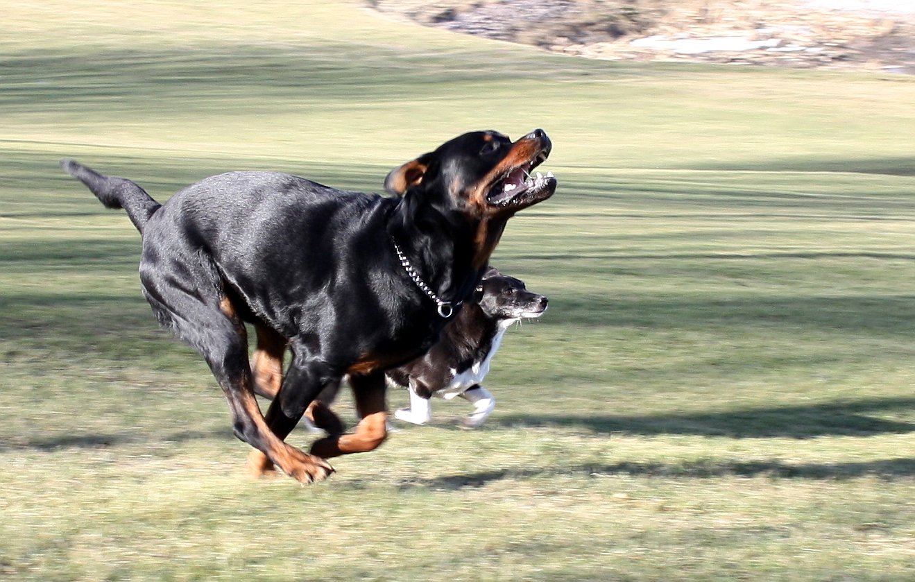 Alsatian vs Rottweiler