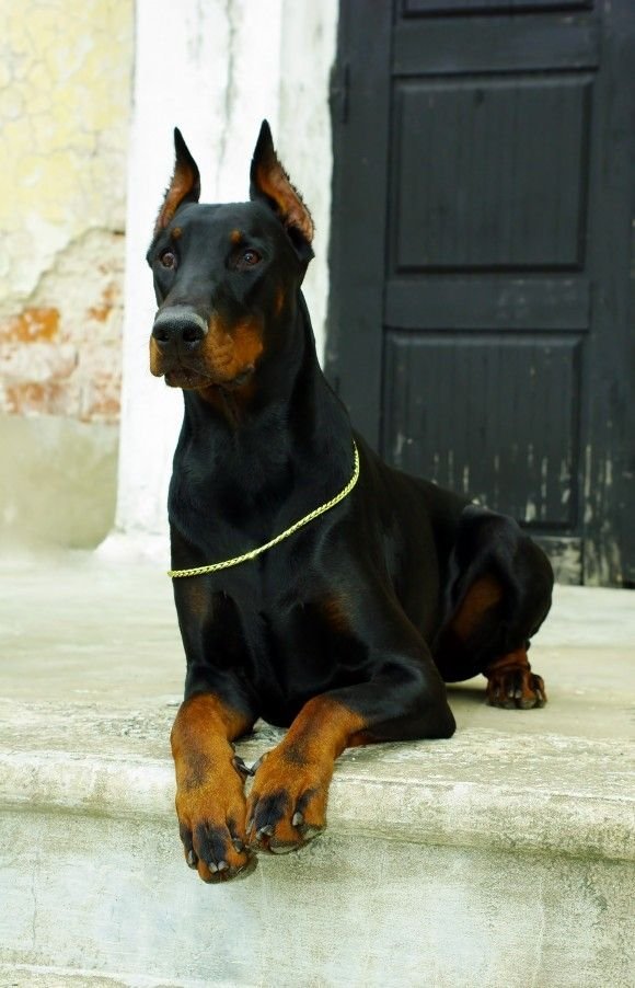 Dobermans