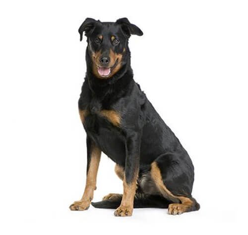 Beauceron vs Rottweiler