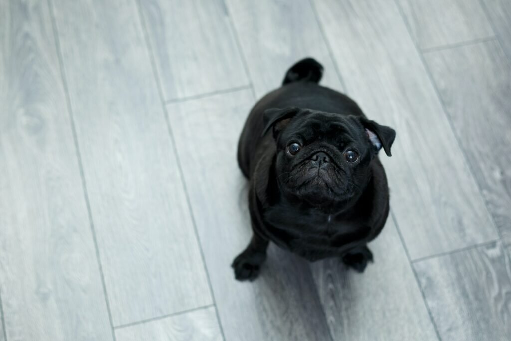 Pug VS Bulldog