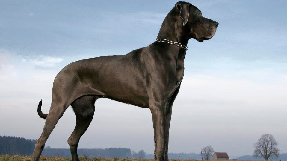 Great Dane