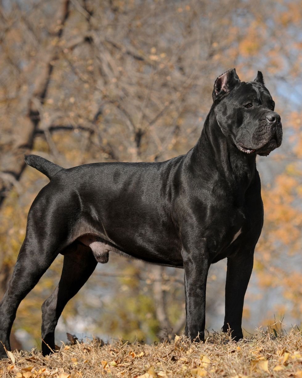 Great Dane vs Rottweiler