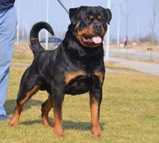 Rottweiler vs Coyote