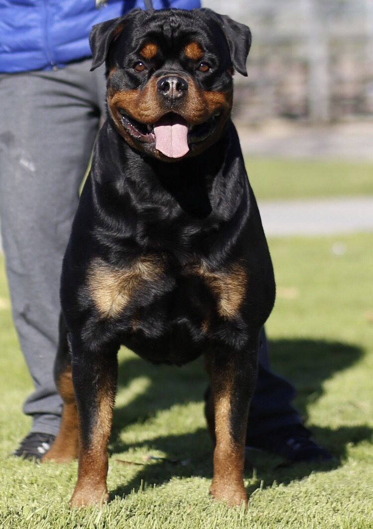 Akita vs Rottweiler