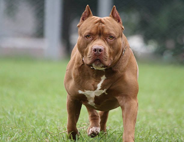 Rottweiler vs Pitbull