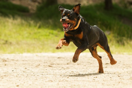 Male vs Female Rottweiler