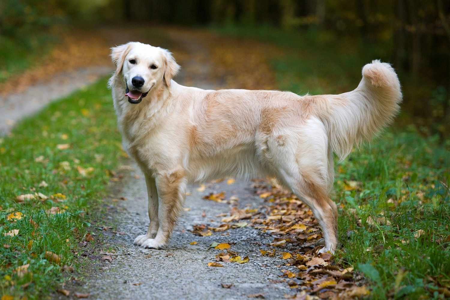Pug vs Golden Retriever