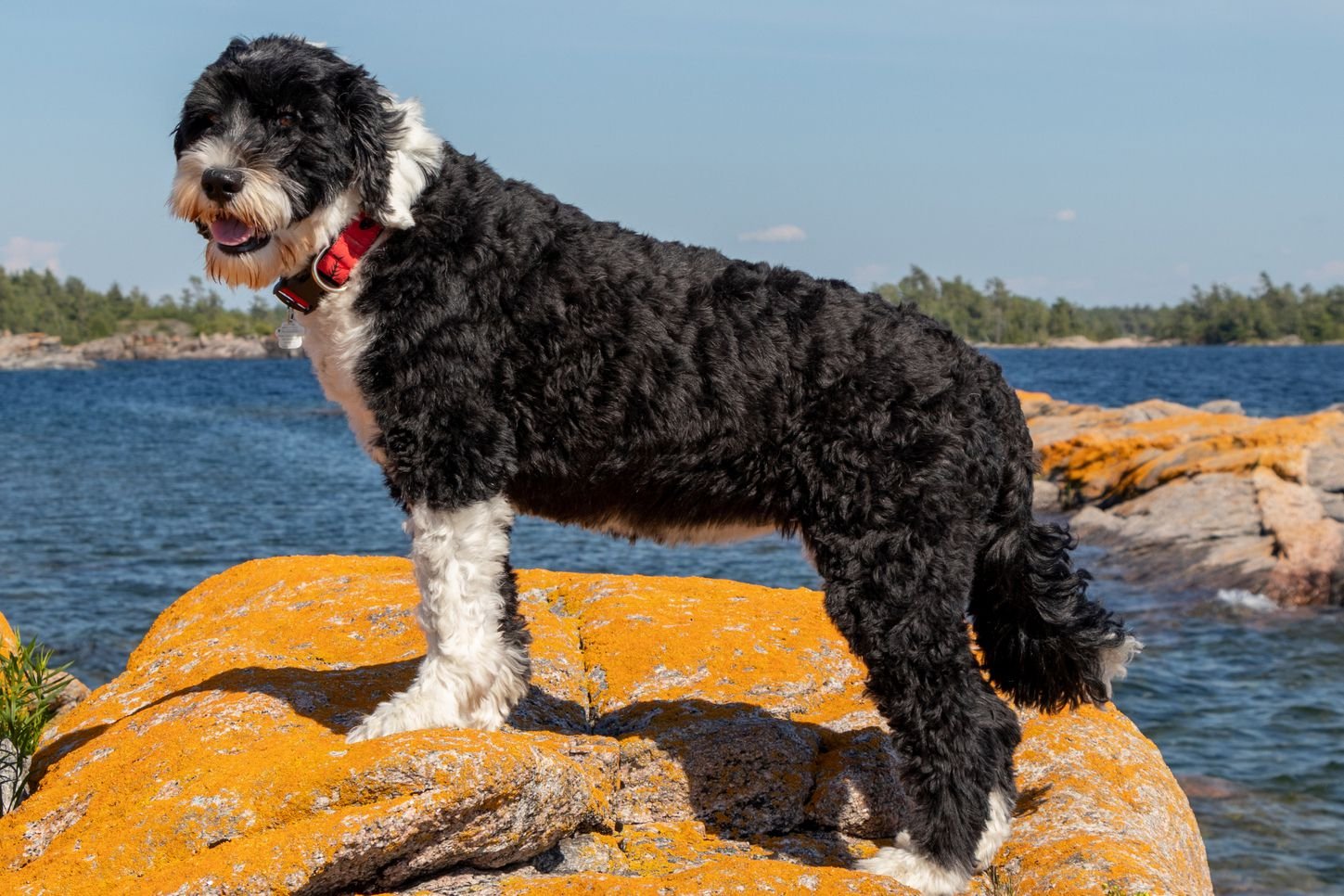 Portuguese Water Dog vs Poodle