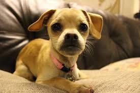 Pug and Greyhound Mix images
