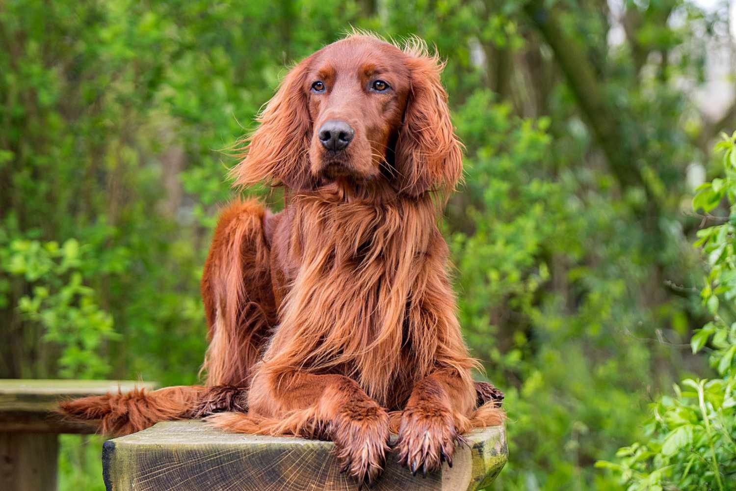 Irish Setters 
