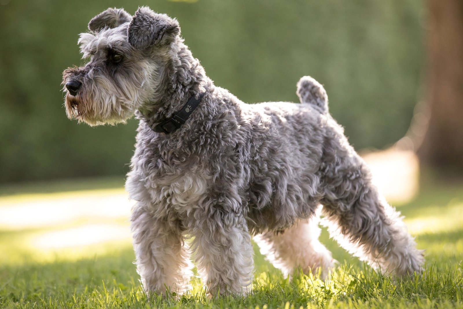 Pug or Miniature Schnauzer