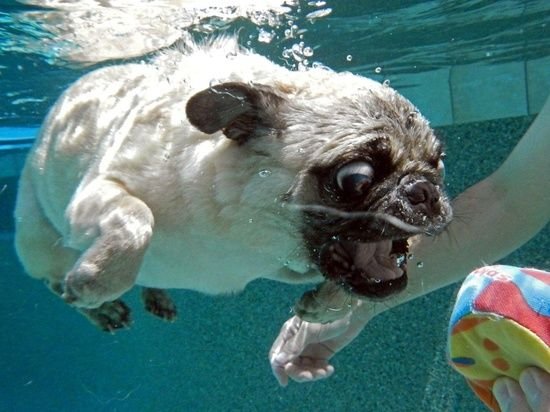 Pug vs Shetland Sheepdog