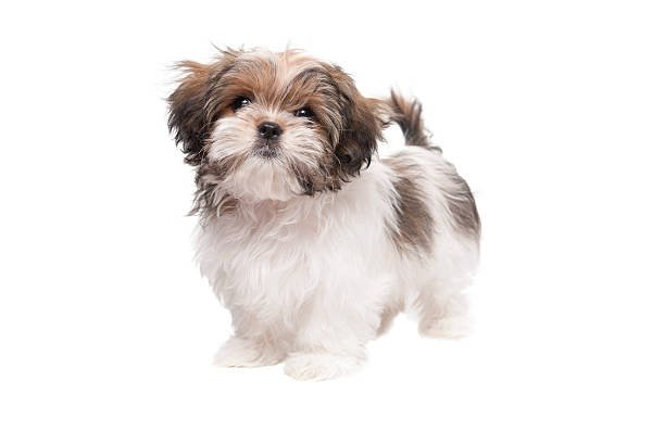 Pug and Shih Tzu