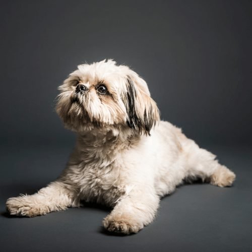 Health Issues in the Pug-Shih Tzu Mix