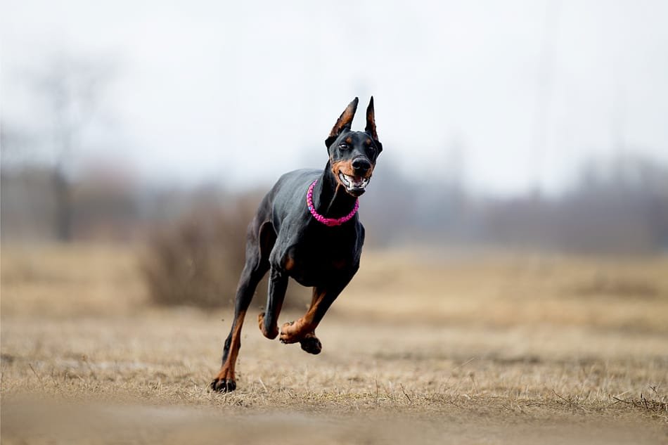 Pug vs Doberman
