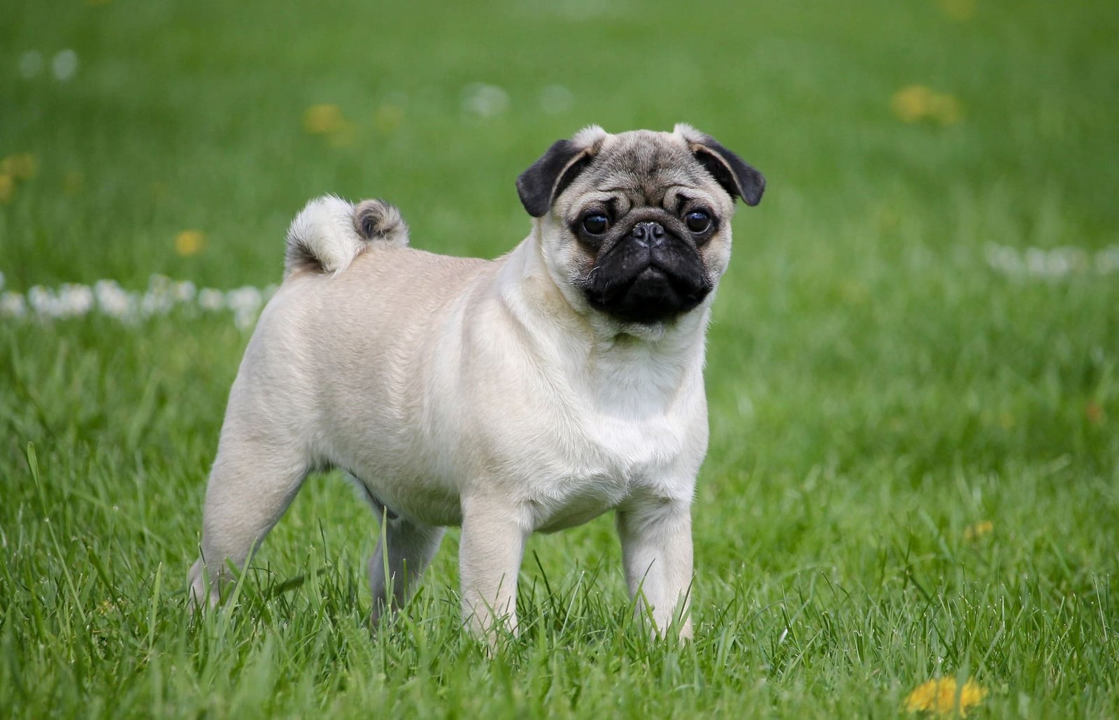 pug history and origin 