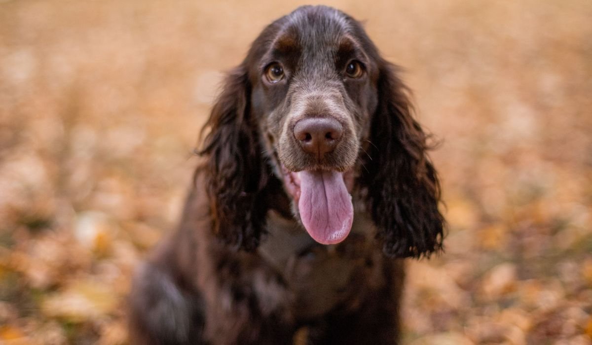Cocker Spaniel vs French Bulldog Overview 