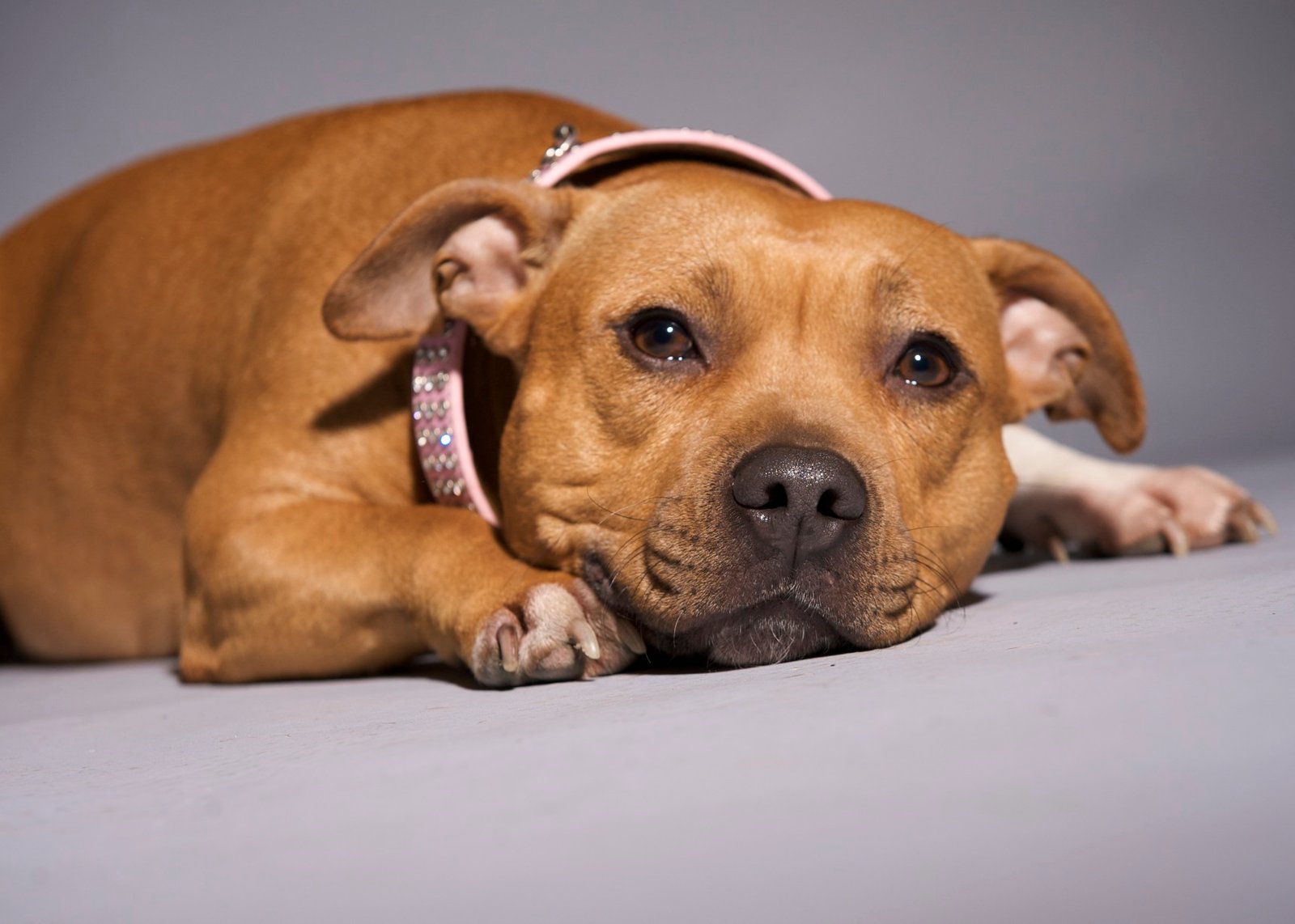French Bulldog vs Staffy Overview