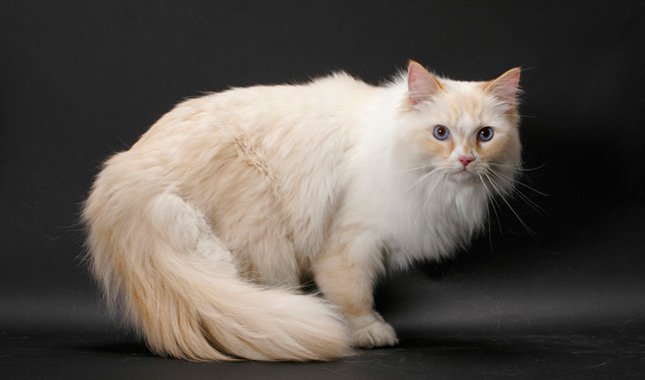Maine Coon vs Ragamuffin