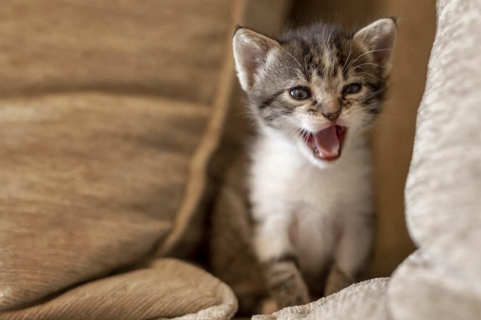 Training Techniques to Reduce Unwanted Meowing