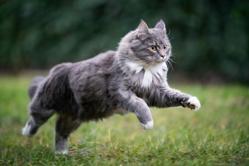 maine coon vs domestic long hair