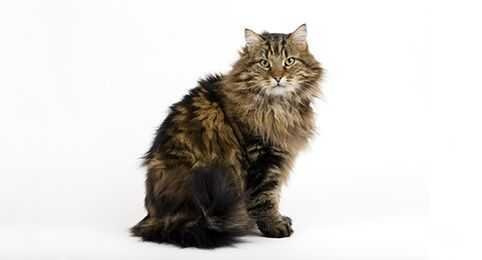 maine coon vs domestic long hair