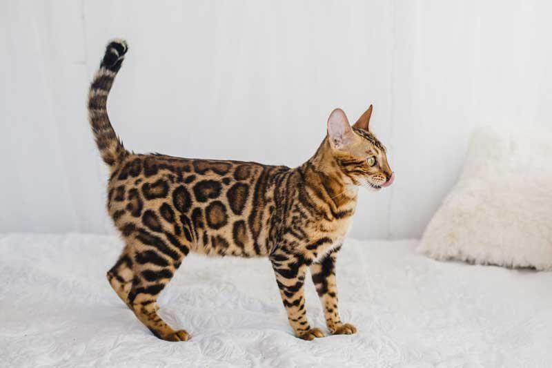 How Big Teacup Bengal Cats Get? 