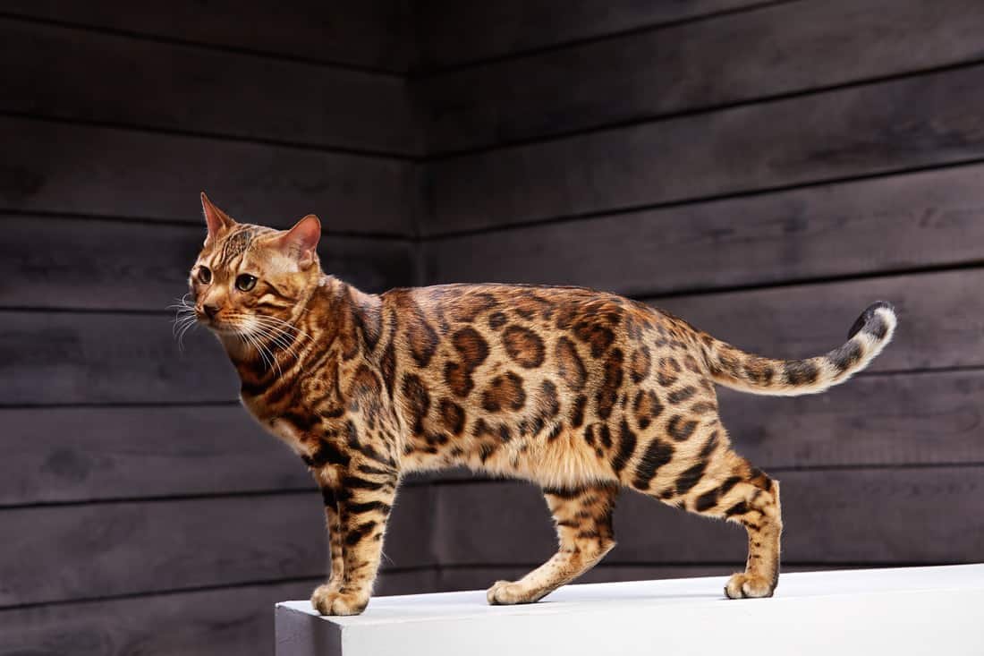 What is a F2 Bengal Cat 