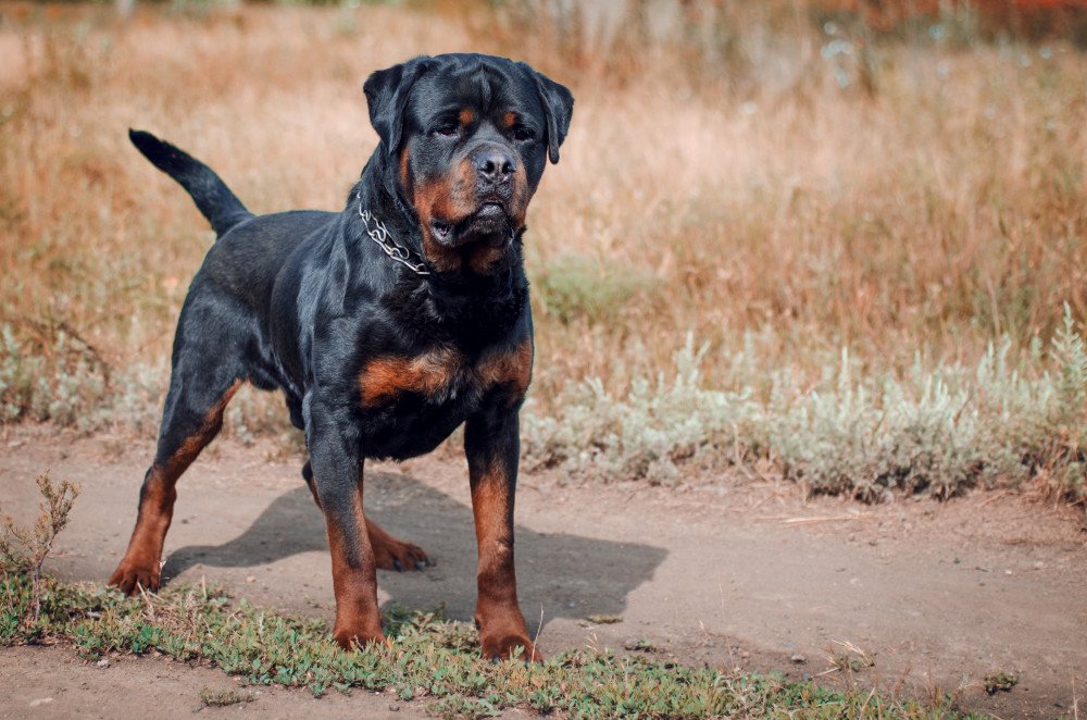 Rottweiler Temperament with Family
