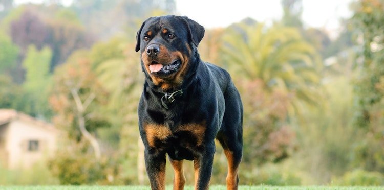 Rottweiler Temperament with Family