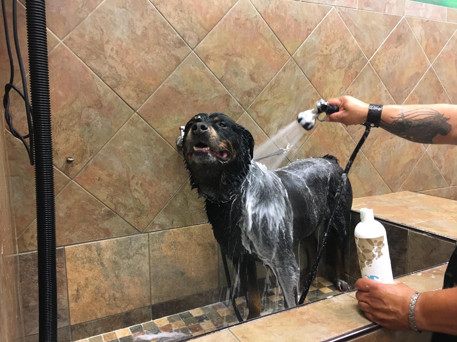 Rottweiler Coat Care Routine