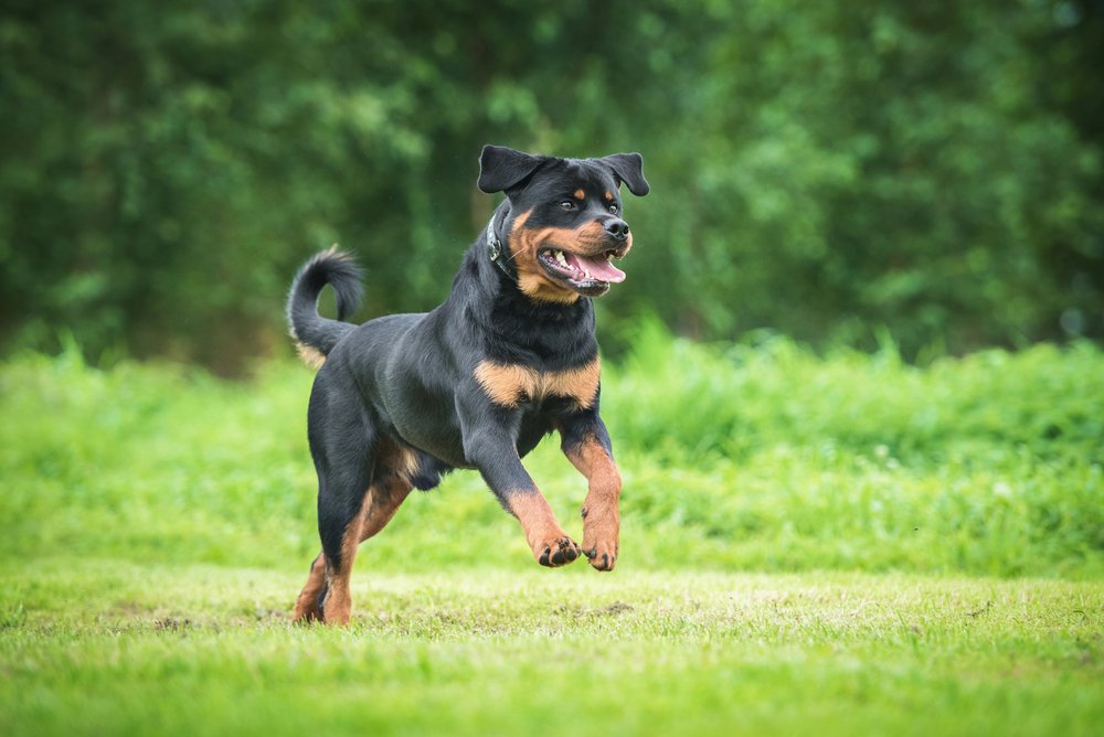 Rottweiler Coat Care Routine