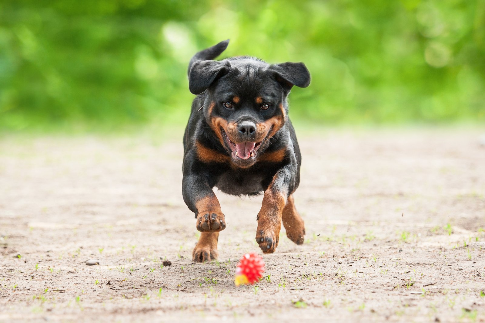Rottweiler Coat Care Routine