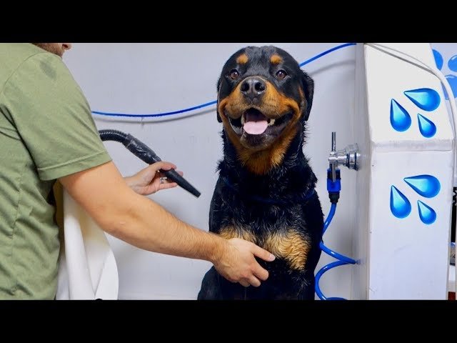 Rottweiler Grooming Schedule