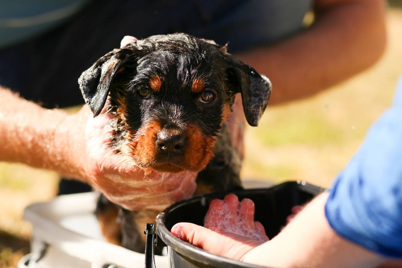 Rottweiler Grooming Schedule