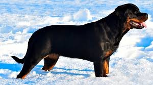 Rottweiler Grooming Schedule