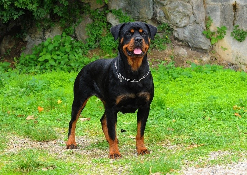 Rottweiler Size and Weight Standards