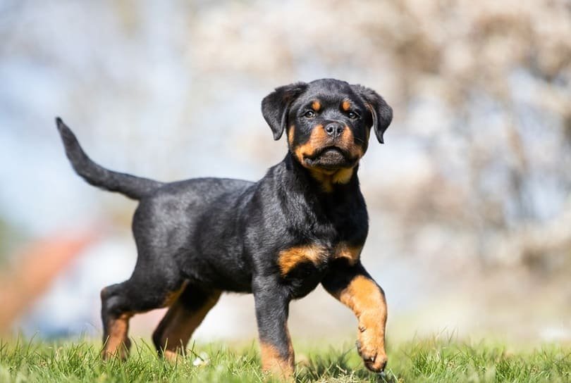 Rottweiler Size and Weight Standards