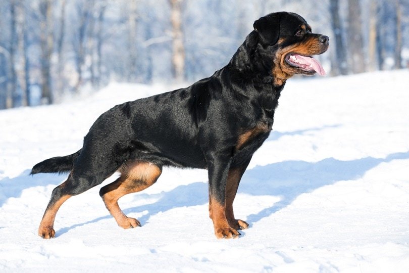 Rottweiler Size and Weight Standards