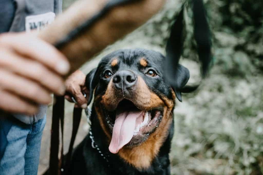 Rottweiler Apartment Living