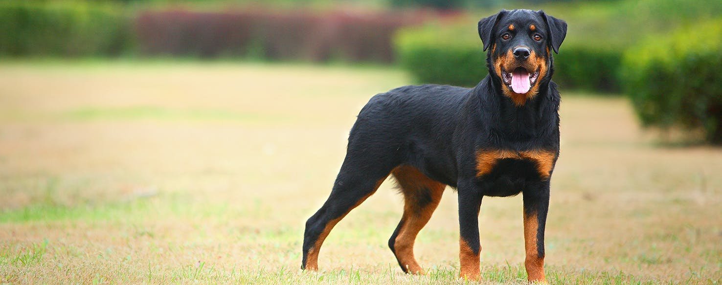 Rottweiler Apartment Living