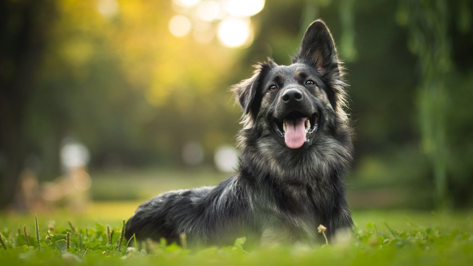 dog breeds