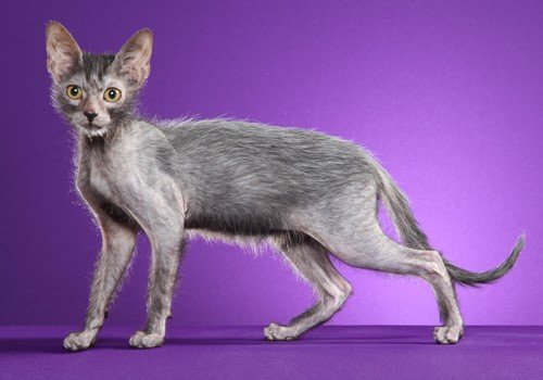 lykoi cat breed