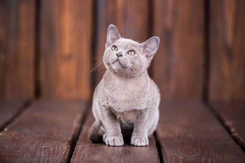 Burmese cats