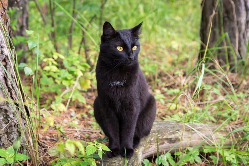 Bombay cats are intelligent