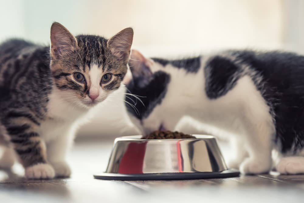 cat Feeding Schedules